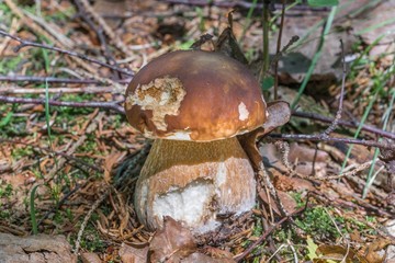 Steinpilze im Bayerischen Wald, Deutschland