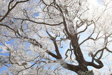 幻想的で美しい樹氷