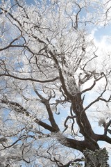 Fototapeta na wymiar 幻想的で美しい樹氷