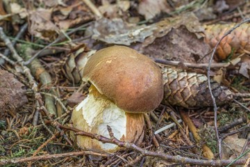 Steinpilze im Bayerischen Wald, Deutschland