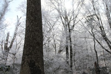 幻想的で美しい樹氷