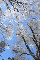 幻想的で美しい樹氷