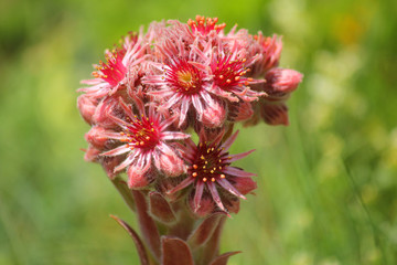 succulent red plant in mountain