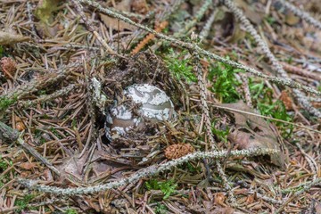Blätterpilz in einem Wald, Deutschland