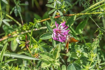 Kleiner Feuerfalter auf einer Blume, Deutschland