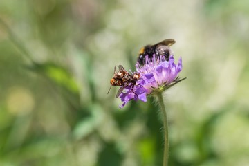 Sich paarende Fliegen auf einer Blume, Deutschland