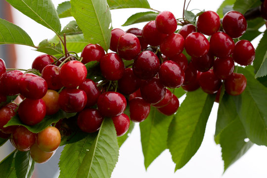 Makro aufnahme auf red cherries.