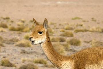 Lama and Vicuna in Atacama desert