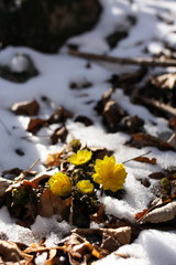雪の下から顔を出す福寿草