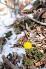 雪の下から顔を出す福寿草