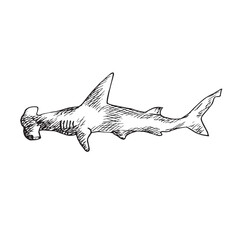 Great Hummerhead shark, hand drawn doodle, sketch, vector outline illustration - obrazy, fototapety, plakaty