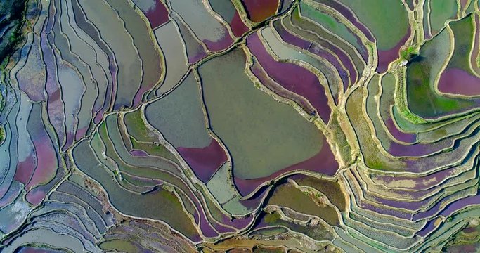 Aerial footage of colorful rice paddy fields during spring. Red duckweed covering the water surface causes the red and purple tones. Part 1 of 2, can be merged into a continuous movie. 