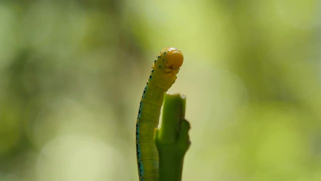 Caterpillar on a branch.