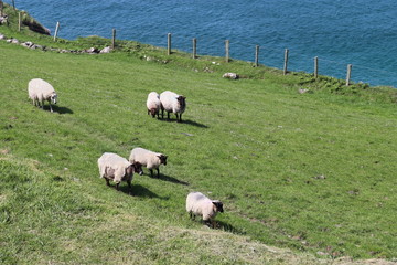 Irlande - P&eacute;ninsulke de Dingle - moutons dans un pr&eacute;