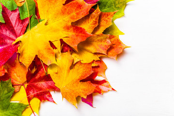 Autumn leaves on white Background, top view. Heap of Colorful Marple leaves