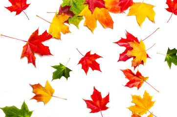 Isolated Falling autumn leaves. Abstract fall pattern. Flying  Marple leaves isolated  on white background..