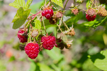 bunch of ripe raspberries on a Bush in the garden