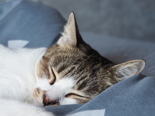 Cute little cat is sleeping on soft blanket