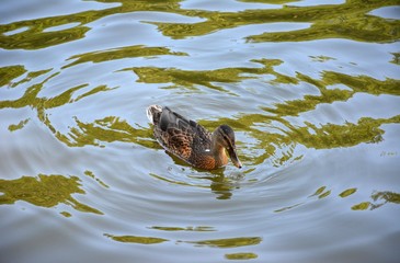 The duck in the Park, VDNKh, Moscow