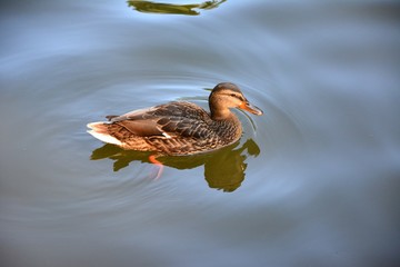 The duck in the Park, VDNKh, Moscow