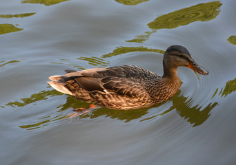 The duck in the Park, VDNKh, Moscow