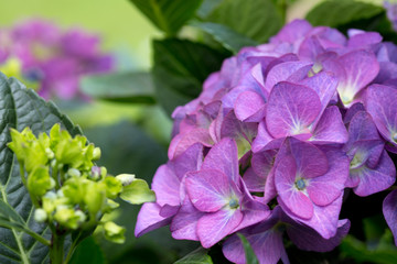 Purple Hydrangea background. Macro photo.