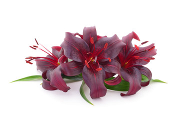 Red lily isolated.