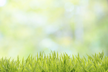 Grass field with abstract natural bokeh background