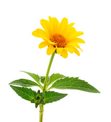 Yellow flower Rudbeckia, (mini sunflower).