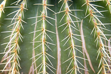background of cactus needles
