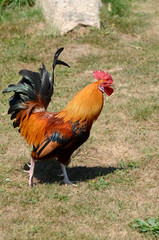 A domestic cockerel walking along