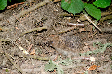 Hedgehog trying to hide