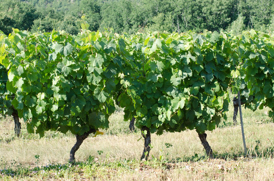 Vines in a french vineyard