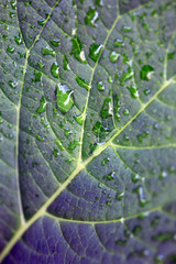 Green leaf macro background.