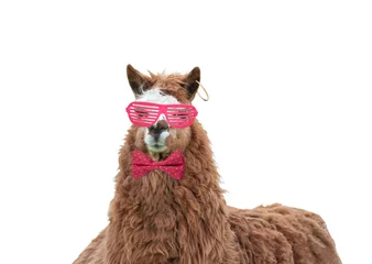 Wall stickers Lama Cool lama with pink glasses and pink bow in polka dots isolated on white background