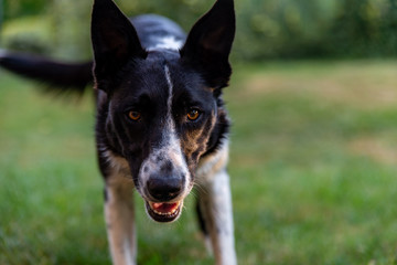 Gros plan d'un chien de berger ou de troupeau, le border Collie le regard attentif, prêt à bondir, la bouche ouverte