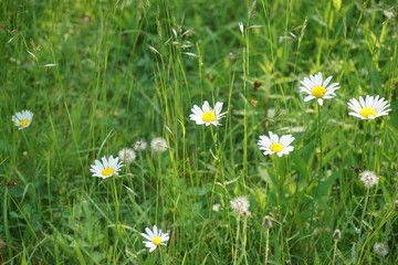 Little flowers on the lawn