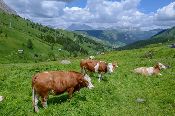 Fototapeta na wymiar Herd of Cow in Dolomite Alps,Italy