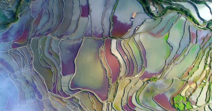 Ascending drone flight showing water-filled Hani Rice terrace fields during spring, with red duckweed and other water plants turning the rice paddies colorful. Yuangyang, Yunnan, China. UNESCO site