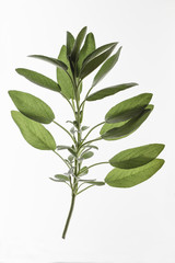 Salvia officinalis, sage, isolated on a white background
