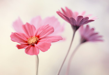 Fototapeta Różowe pastelowe kwiaty obraz