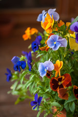 Pansy Flowers