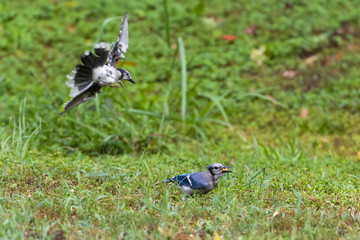 Blue jay in the grass while one flies over