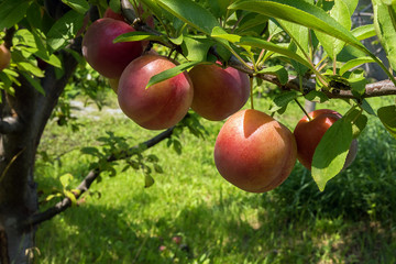 Red plums on tree branch