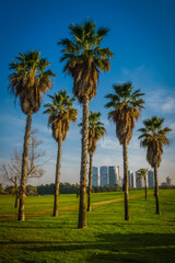 Obraz na płótnie Canvas View of Yarkon Park, Tel Aviv, Israel