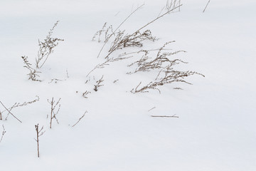 Fototapeta na wymiar Dry brown grass in white snow. Dry plants appear through loose snow.