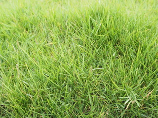 Green grass background. Nature in summer.