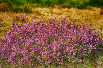 Flowering heather from close