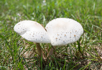 Cute penny mushroom is growing in the grass.
