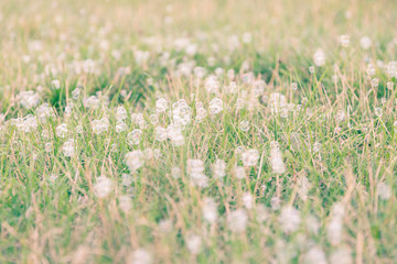 Fototapeta premium Air bubbles on grass background. Abstract background